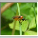 Athalia rosae - Blattwespe 01.jpg